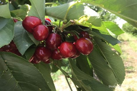 Lot 1/95 School Rd, Shepparton East, VIC 3631