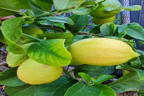 Property photo of 7 Hewitt Avenue St Georges SA 5064