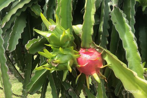 Property photo of 29 Grimas Road Palmyra QLD 4751