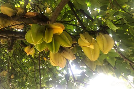 Property photo of 29 Grimas Road Palmyra QLD 4751