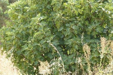 Property photo of 20 Pollard Street Boddington WA 6390