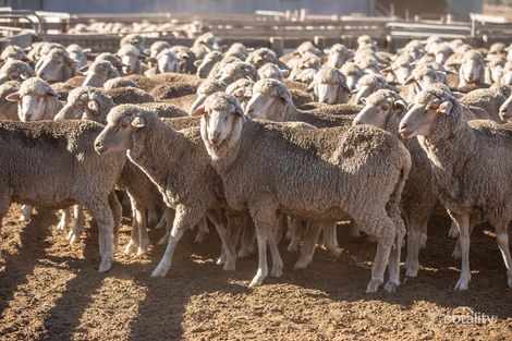 77 Tuckers Lane, Clay Wells, SA 5280