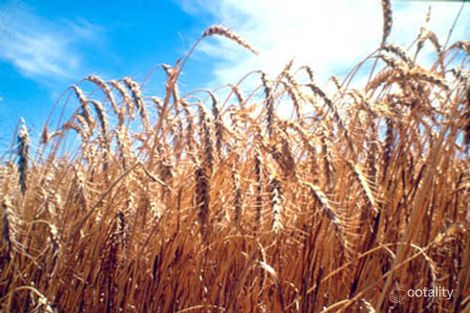 223 Odonnells Rd, Buckrabanyule, VIC 3525