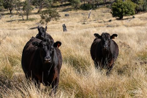 466 Dry Creek Rd, Georges Creek, NSW 2365