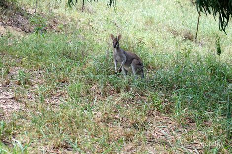 Property photo of 14 Howard Court Plainland QLD 4341