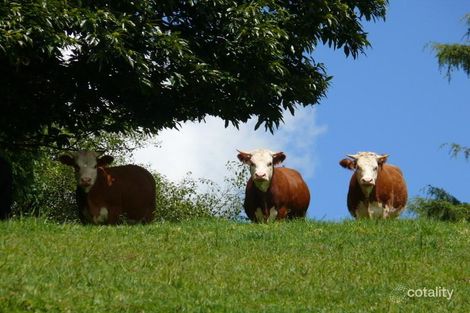 Property photo of 195 Coramba Road Dorrigo NSW 2453