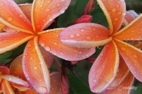 Property photo of 24 Heath Street Evans Head NSW 2473