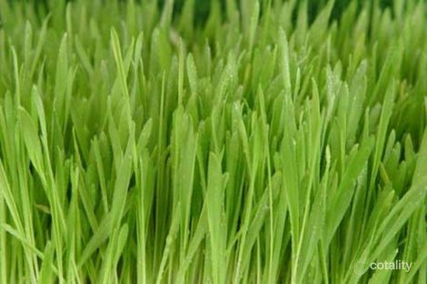 1155 Jumbuk Rd, Jumbuk, VIC 3869