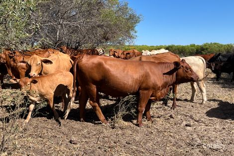 Mount Horner Rd W, Yardarino, WA 6525