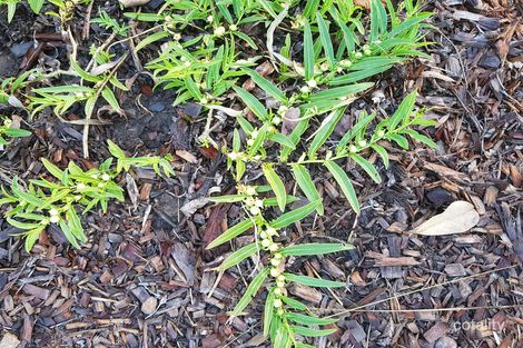 Property photo of 28 Third Avenue Barellan Point QLD 4306