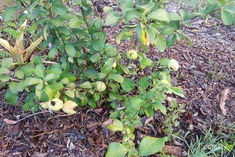 Property photo of 28 Third Avenue Barellan Point QLD 4306