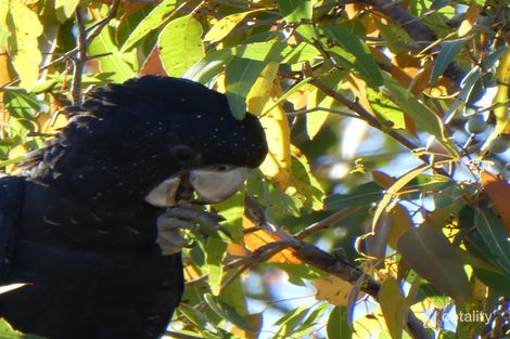 Property photo of 96-98 Eucalyptus Road Millstream QLD 4888