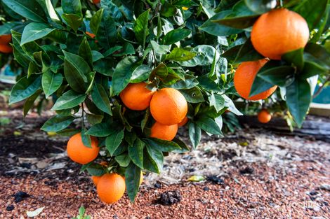 665 Lockwood Rd, Beechina, WA 6556