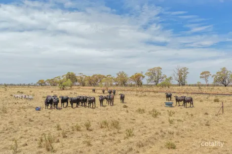 735 Clear Ridge Rd, Wyalong, NSW 2671