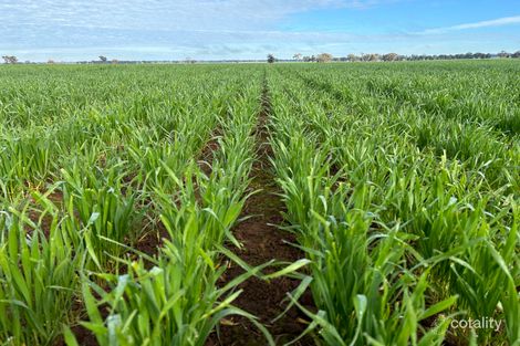 553 Dick Knobels Rd, Munyabla, NSW 2658