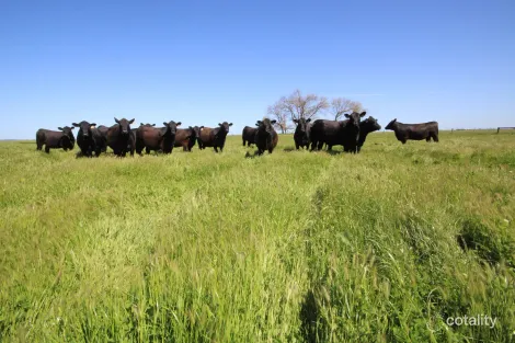 98 Sinclairs Rd, Naracoorte, SA 5271