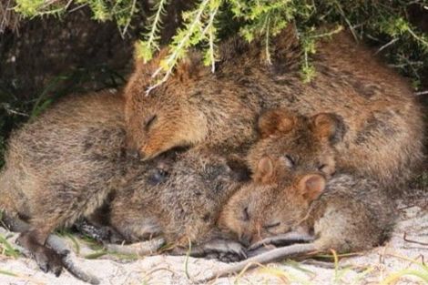 1 Quokka Pl, Mira Mar, WA 6330