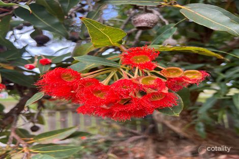 85 Grant St, Falmouth, TAS 7215