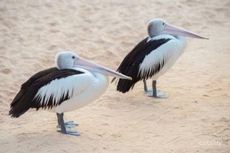 Property photo of 6 Beach Road Coobowie SA 5583