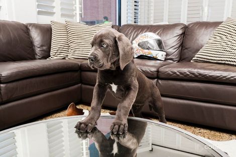 21 Esplanade, St Kilda, VIC 3182