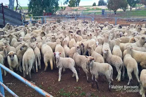 3136 Billericay Rd E, Karlgarin, WA 6358