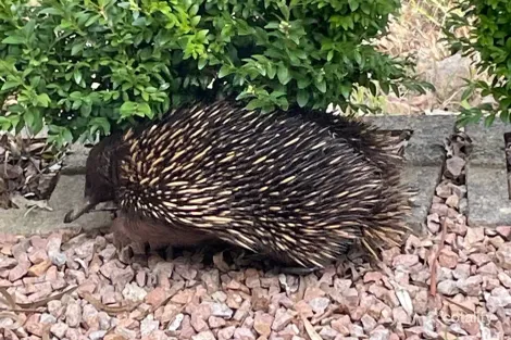 Property photo of 20 Kingscote Drive Metung VIC 3904