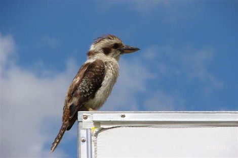 Property photo of 6 Homestead Court Dayboro QLD 4521