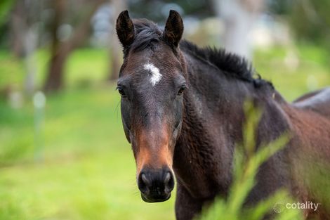 Property photo of 1 Wilson Drive Colo Vale NSW 2575