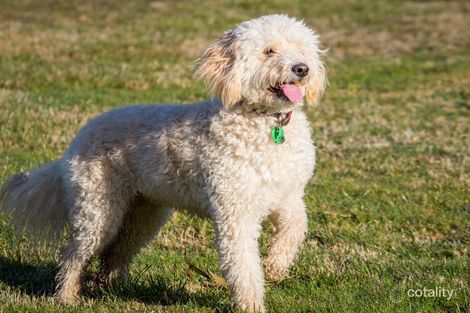 8g/3 Snake Gully Dr, Bundoora, VIC 3083