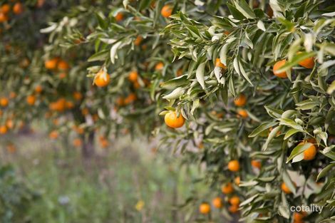 Property photo of 411 Delta Road Curlwaa NSW 2648