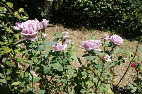 Property photo of 4 Osterley Avenue Bridgewater SA 5155