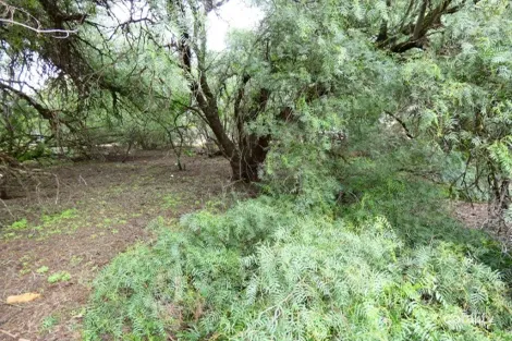 Property photo of 41 Deakin Street Beulah VIC 3395