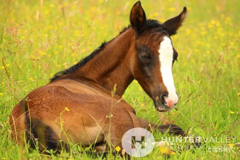 Property photo of 776 Elderslie Road Elderslie NSW 2335