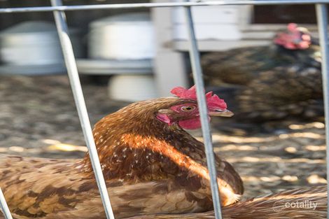 Property photo of 38 Hamilton Street Riverstone NSW 2765