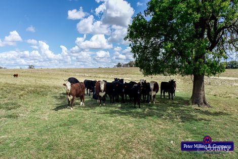 11 Karoo Lane, Walmer, NSW 2820