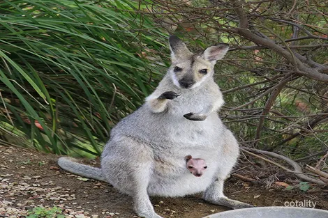 Property photo of 10 Wojei Rise Benobble QLD 4275