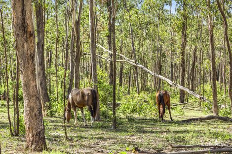 Property photo of 896 Murphys Creek Road Murphys Creek QLD 4352