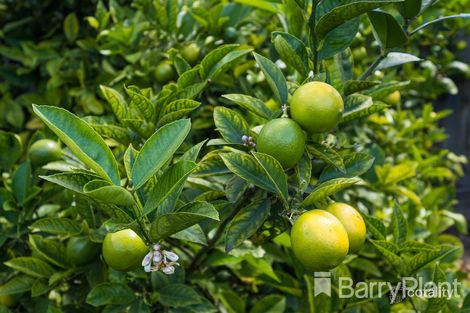 Property photo of 63 Gloucester Street Grovedale VIC 3216