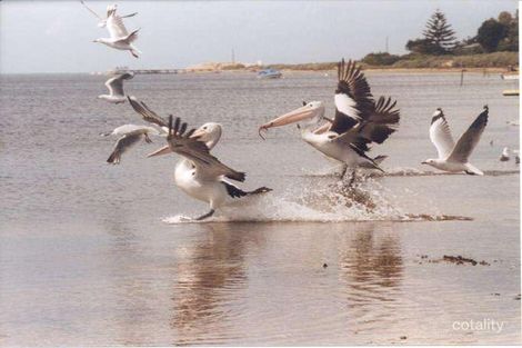 13 Mainsail Dr, St Leonards, VIC 3223