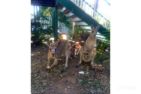 Property photo of 17 Percy Road Sandy Creek QLD 4515