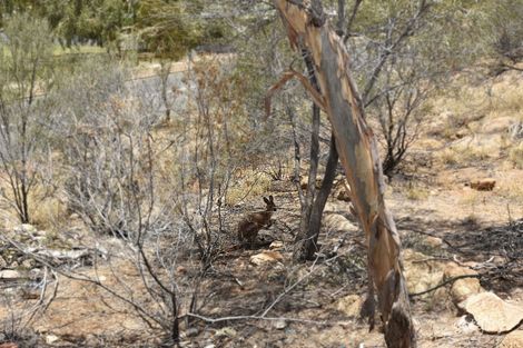 Property photo of 125 Woods Terrace Braitling NT 0870