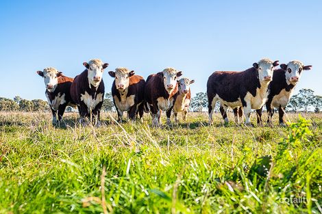 76 Holzigals Rd, Logie Brae, NSW 2713