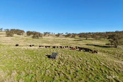 2541 Vinegaroy Rd, Cassilis, NSW 2329