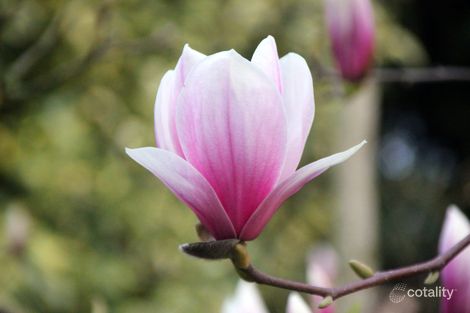 Property photo of 99 Mount Irvine Road Mount Wilson NSW 2786