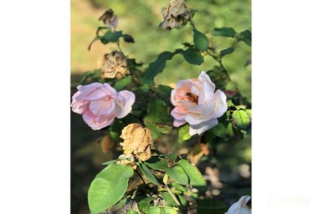 Property photo of 4 Hunter Street Riverstone NSW 2765