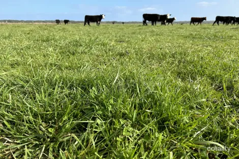 703 Bog Lane, Nora Creina, SA 5276