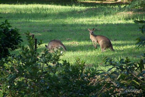 Property photo of 40 Tomewin Mountain Road Currumbin Valley QLD 4223