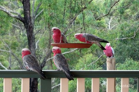 Property photo of 22 Kauri Court Bonogin QLD 4213