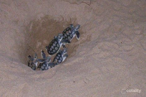 Property photo of 23 Audrena Street Hay Point QLD 4740