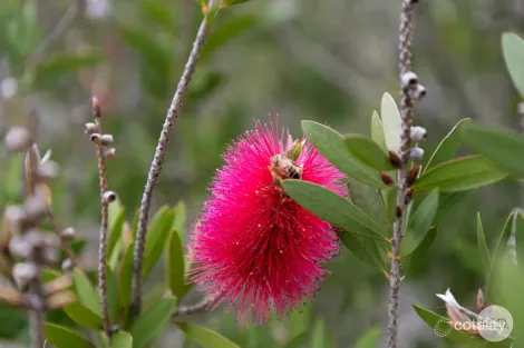 Property photo of 58 Swanson Road Dereel VIC 3352